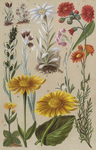 Alpine flora by European School